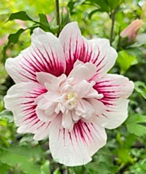 Hardy Hibiscus 'Starburst Chiffon'