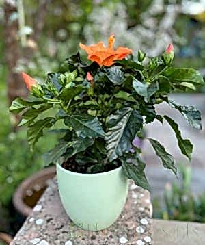 Hibiscus with Orange Flowers