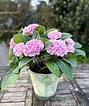 Pink Hydrangea