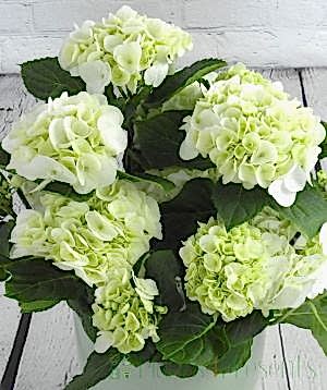 White hydrangea in full bloom from above