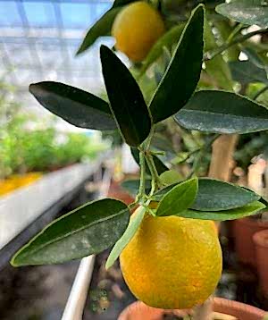 Kucle tree with ripening fruits
