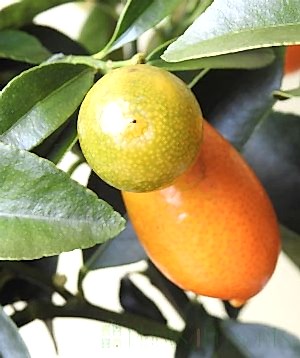 Ripening kumquats