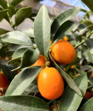 Kumquat ministem in seagrass basket
