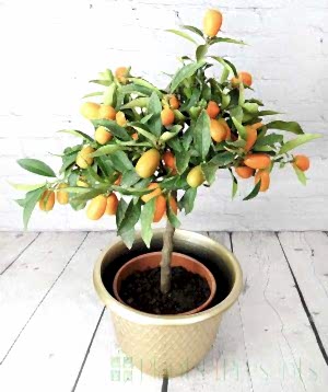 Large Kumquat in Gold pot for Chinese New Year