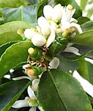 Large Lime buds and flowers