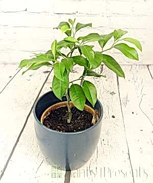 Baby Lemon Volkamer