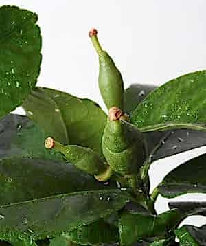 Lemon4seasons fruit buds