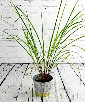 Lemongrass