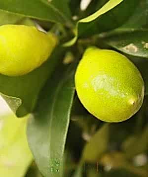 Ripening Limequat fruit closeup
