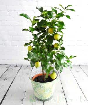 Large lemon tree with yellow fruit