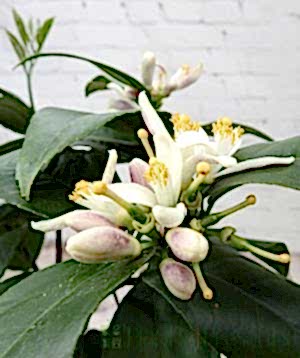 Lemon Meyer blossom