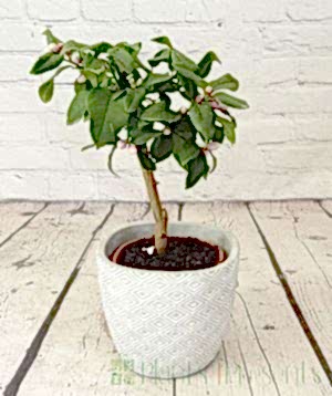Lemon4seasons ministem lemon tree