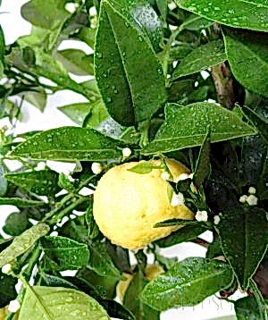 Lemon pursha Fruit when ripe