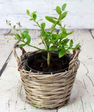Young finger lime