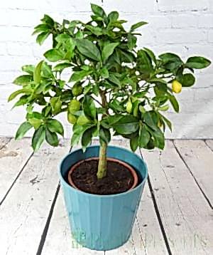 Large Limequat Tree 2025

