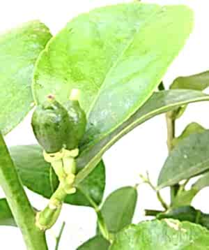 Tahiti lime fruit buds