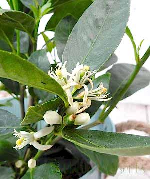 British Grown Lime Bush 2024