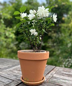 Mock Orange Patio Table