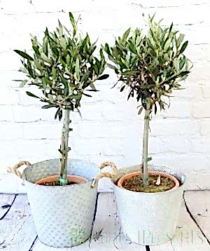Pair of olive trees in patterned and zigzag pail