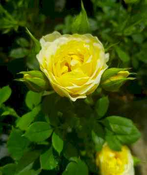 Our Dream Patio Rose