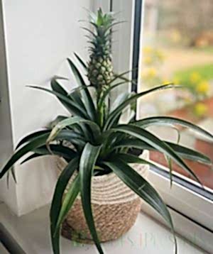 Pineapple Plant 2025