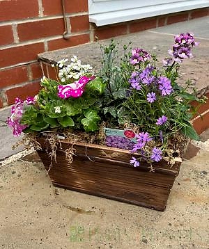 spring planter in purples