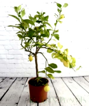 Large lemon tree with nutrient deficiency