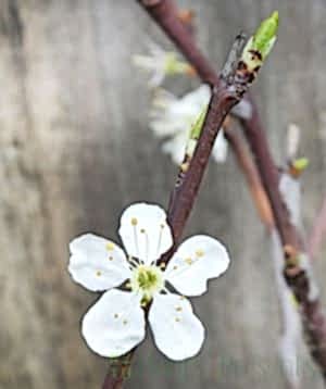 Spring flowers on plum tree