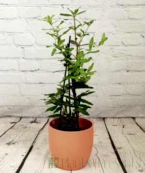 Young Pomegranate