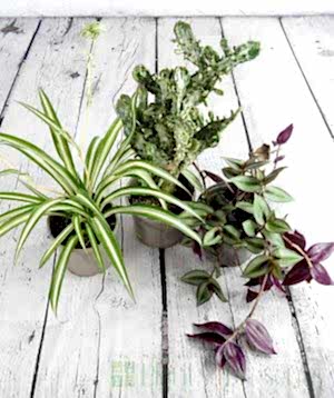 Rescue House Plants