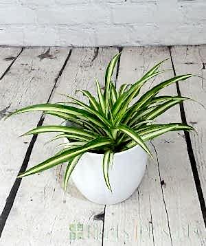 Spider Plant 2025