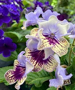 Cape Primrose May 2025