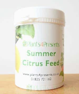 Citrus Feed SUMMER