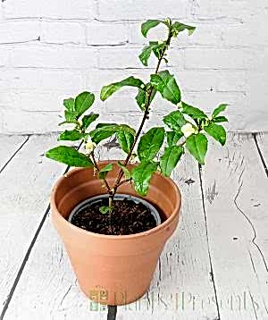 Tea Plant in terracotta pot