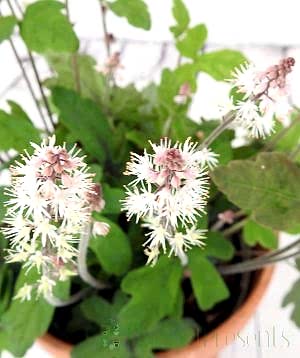 Tiarella Spring symphony flowers