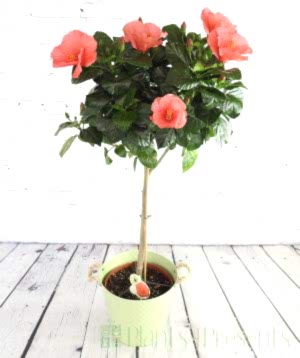 Standard hibiscus