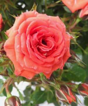 Birthday Wishes Rose