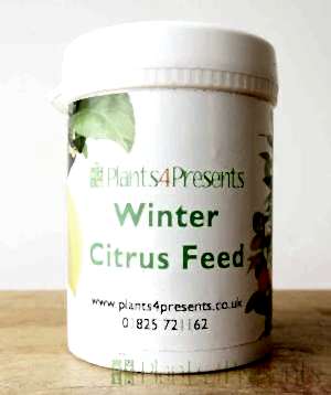 Winter Citrus Feed
