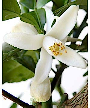 Yuzu Spring flowers