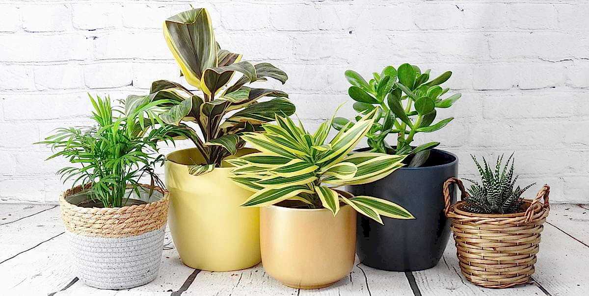 Desktop Plants collection