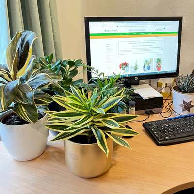 best desktop plants for your office