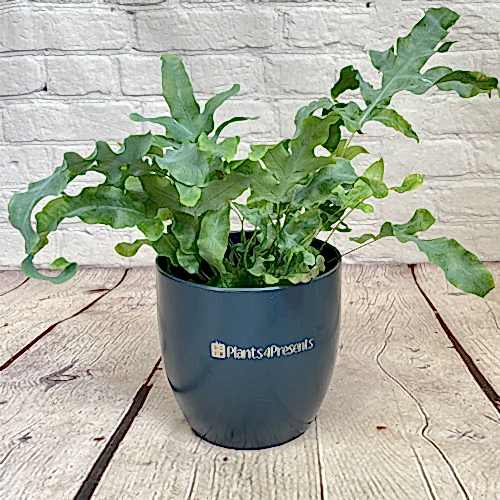 Branded Plant Pots