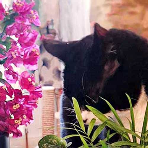 Pet friendly plants