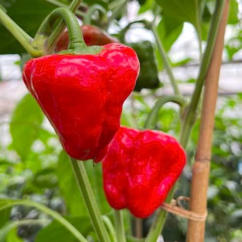 Ripe Scotch Bonnet Chillies