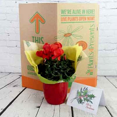 Corporate Christmas Gifts
