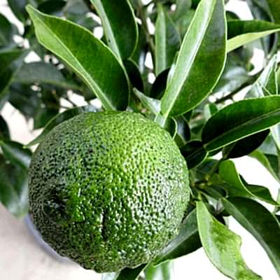 Ripening Yuzu