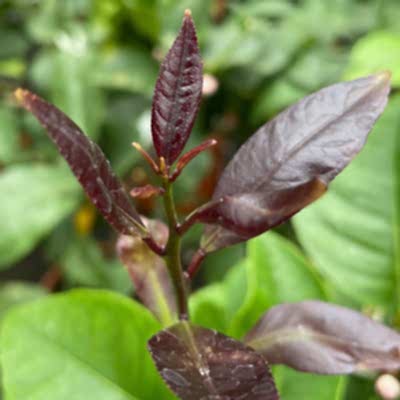 Citrus purple leaves