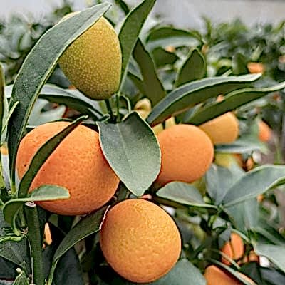 Citrus Care