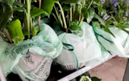 Biodegradable bags replaced plastic in 2018