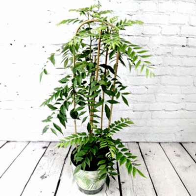 Giant Curry Leaf Plant